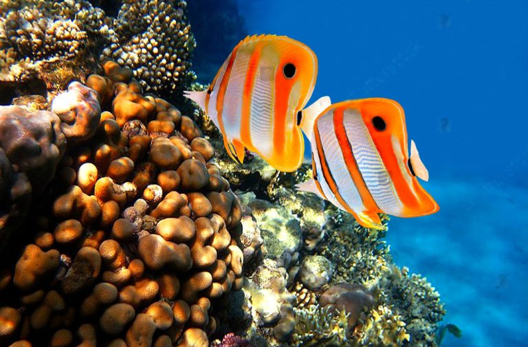 Scuba Diving Paradise